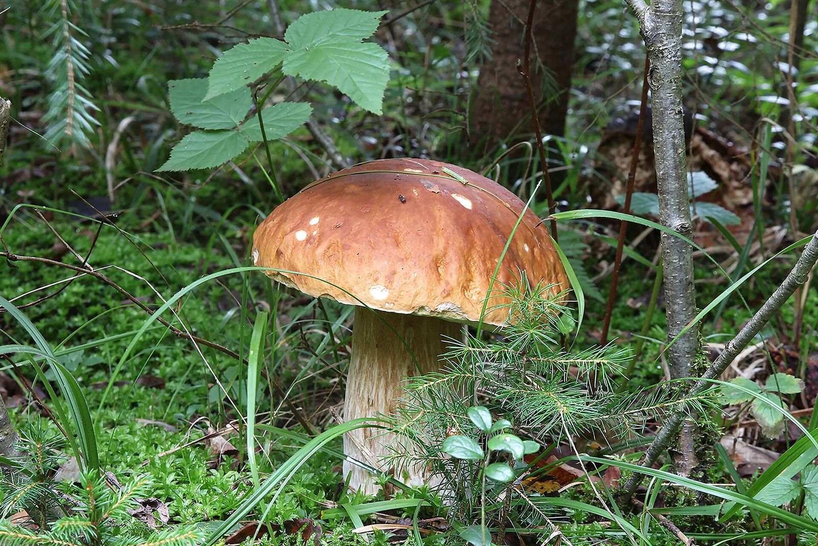 Un porcino nel sottobosco tra muschio e foglie