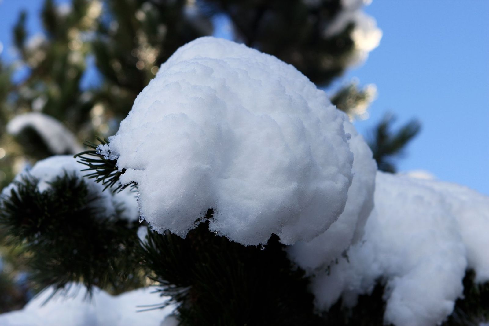 Neve fresca posata su un ramo di conifera